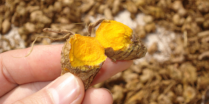 Curcuma adulterada teste rizoma pura